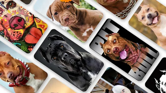 Pitbull Wallpaper 2023 screenshot 0