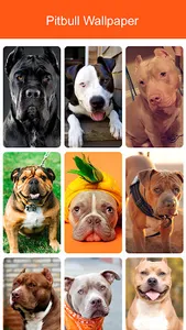 Pitbull Wallpaper 2023 screenshot 6