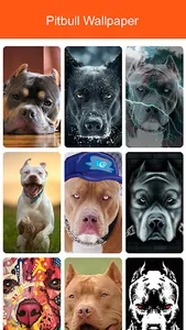 Pitbull Wallpaper 2023 screenshot 7