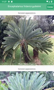 SA Cycads screenshot 1