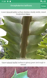 SA Cycads screenshot 2