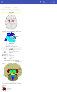 Brain screenshot 12