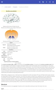 Brain screenshot 13