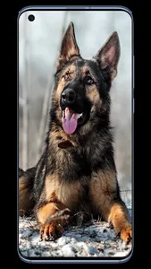 Dog K9 Wallpapers screenshot 4