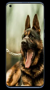 Dog K9 Wallpapers screenshot 5