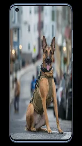 Dog K9 Wallpapers screenshot 6