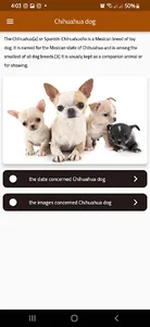 Chihuahua dog screenshot 0