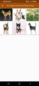 Chihuahua dog screenshot 2
