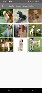 Labrador retriever dogs screenshot 2