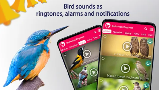 Bird Songs: Ringtones screenshot 7