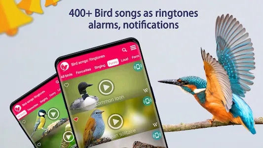 Bird Songs: Ringtones screenshot 9