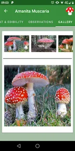 Mushrooms Guide screenshot 5