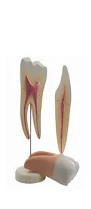 Stomatologiya screenshot 4