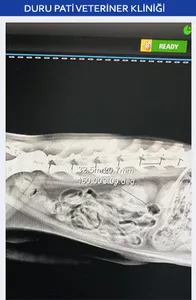 Duru Pati Veteriner screenshot 5