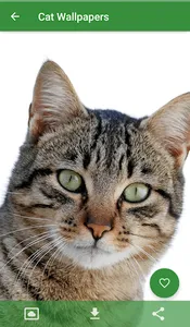 Cat Wallpapers screenshot 2