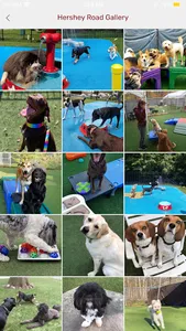 Playful Pups Retreat screenshot 4