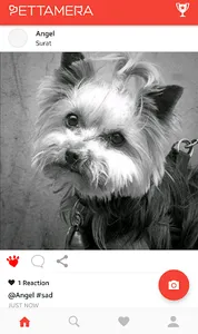 Pettamera screenshot 1