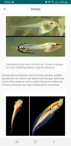 Anfíbios da Mata Atlântica screenshot 5