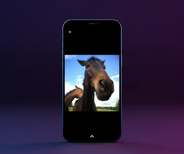 Fotos de Caballos screenshot 2