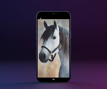Fotos de Caballos screenshot 3