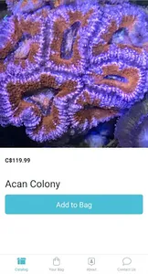 Concrete Blonde Corals Store screenshot 5
