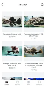 Jason's Plecos & Cichlids LLC screenshot 3