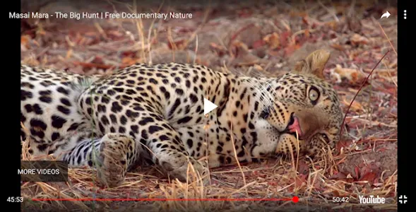 Animal Documentary online screenshot 15