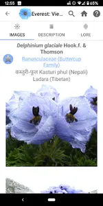 Wildflowers of Mount Everest screenshot 2