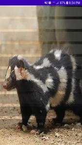 Skunk Animal Sounds screenshot 0