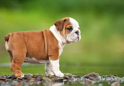 English Bulldog screenshot 0