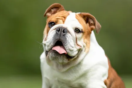 English Bulldog screenshot 1