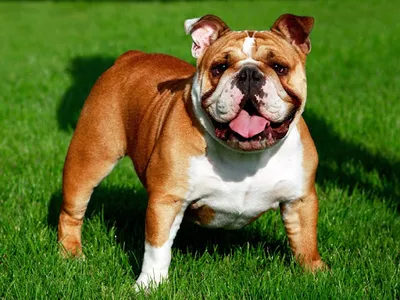 English Bulldog screenshot 2