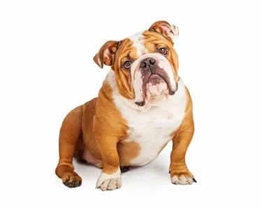English Bulldog screenshot 3