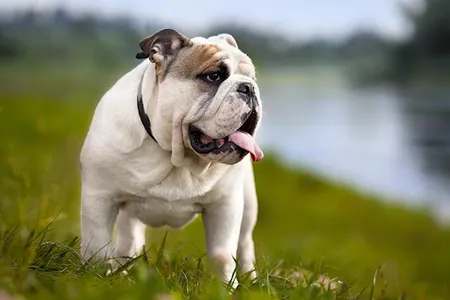 English Bulldog screenshot 4