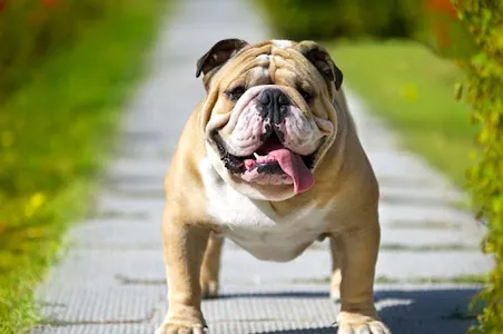 English Bulldog screenshot 5