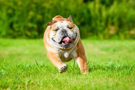 English Bulldog screenshot 6