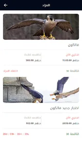 Falcons UAE screenshot 6