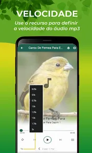 Canto De Papa-Capim Fêmea screenshot 10