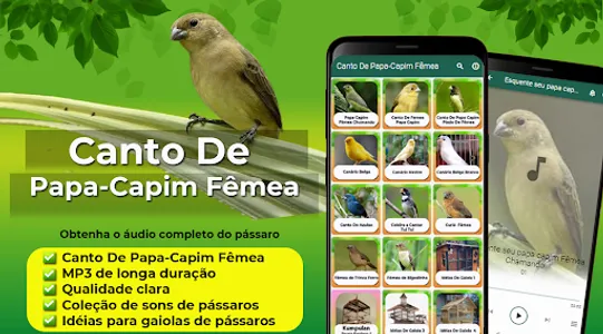 Canto De Papa-Capim Fêmea screenshot 8