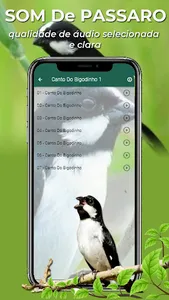 Canto Do Bigodinho screenshot 1