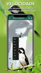 Canto Do Bigodinho screenshot 4
