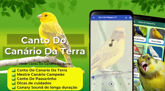 Canto Do Canário Da Terra screenshot 0