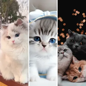 Semua Wallpaper Kucing screenshot 1