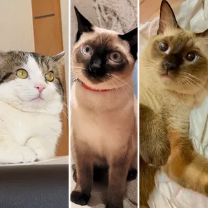 Semua Wallpaper Kucing screenshot 4