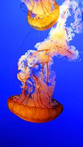 Fish Lock Screen Live Wallpape screenshot 15