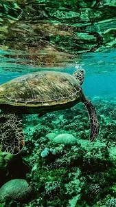 Fish Lock Screen Live Wallpape screenshot 20