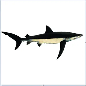 iwak shark cacucut screenshot 5