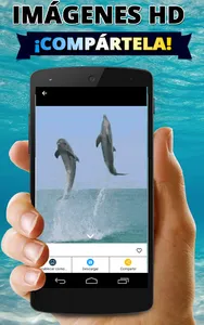 Fondos de pantalla de delfines screenshot 3