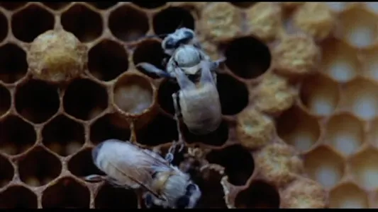 Invasion of the Bee Girls screenshot 4