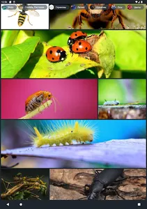 Красивые картинки от Fonwall screenshot 5